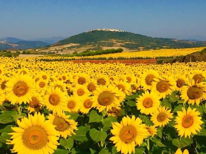 Il Pentagono Otel Termoli Dış mekan fotoğraf